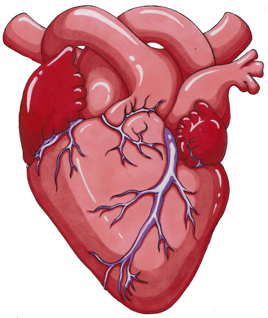 Anatomical Heart - Sticker